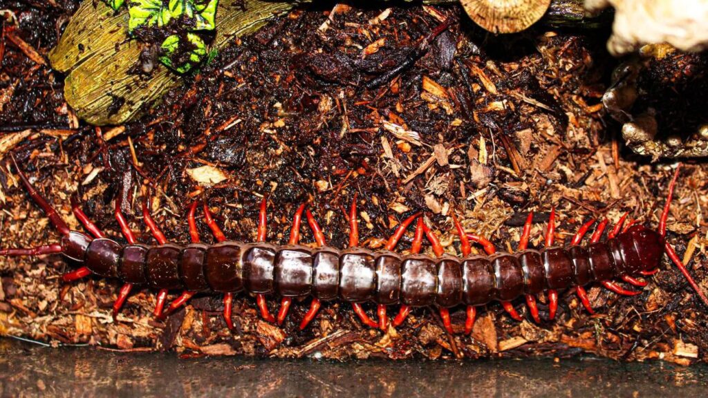 Scolopendra subspinipes auf Waldboden