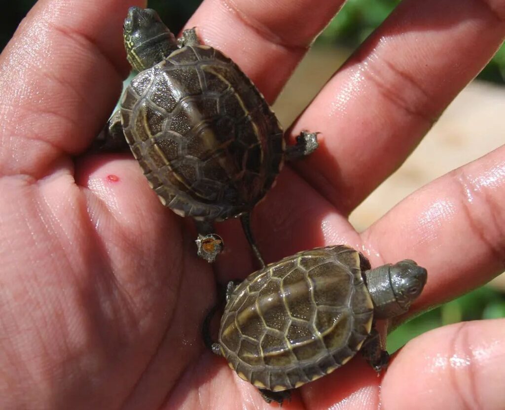 Chinesische Dreikielschildkröte - Haltung im Aquarium