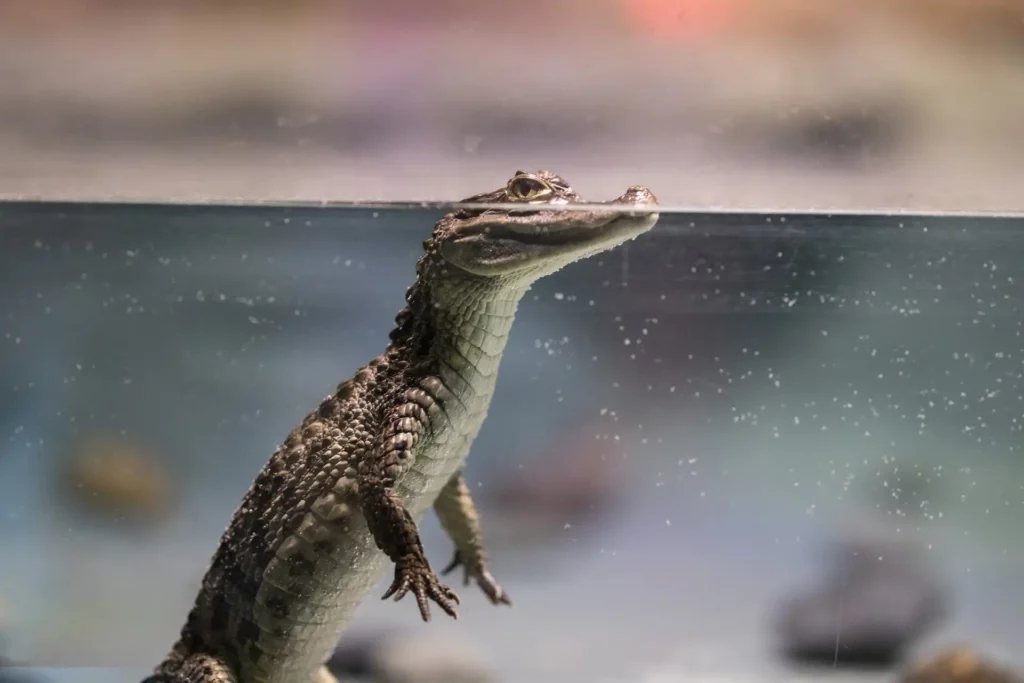Kleines Krokodil - kein gutes Reptil für Anfänger