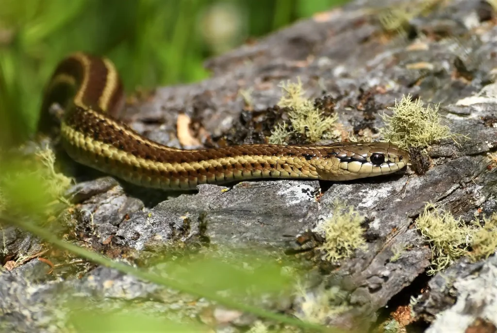 Strumpfbandnatter - Ein gutes Reptil für einen Anfänger