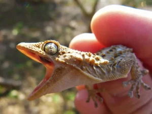 Kleine Reptilien für Anfänger – Fünf tolle Arten im Vergleich