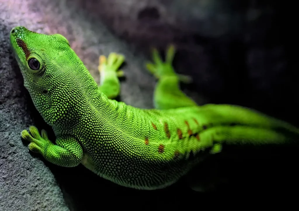 Madagaskar Taggecko im Terrarium