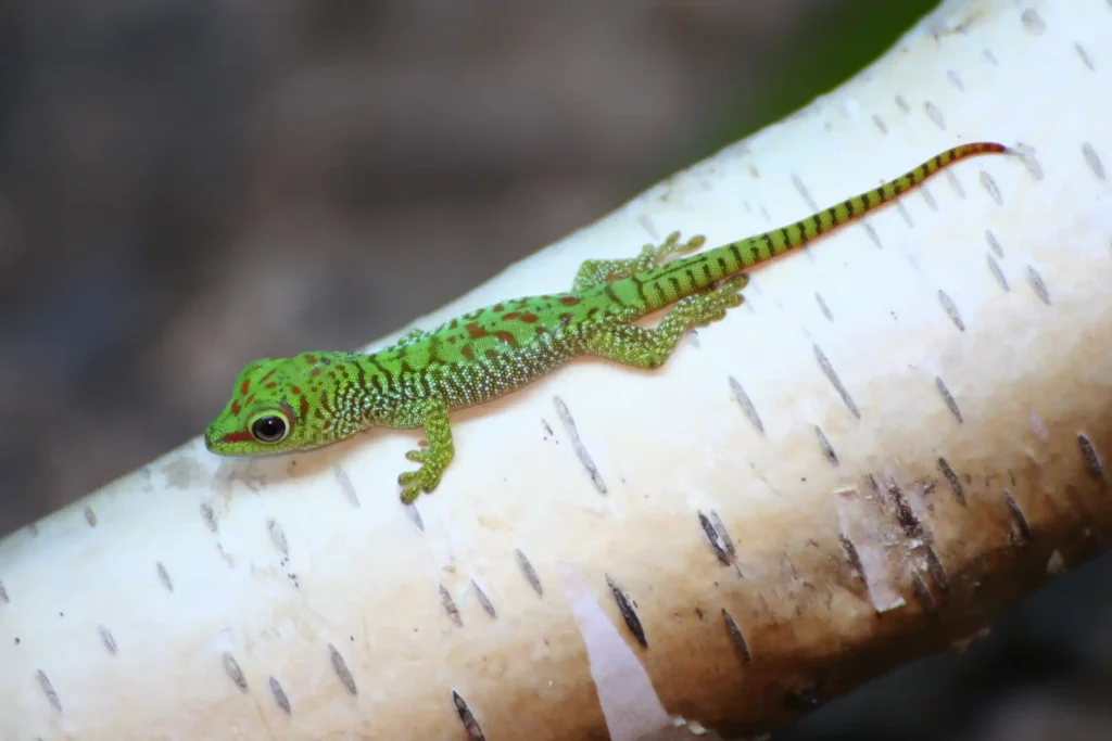 kleiner Gecko auf einem Ast