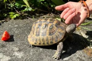 Girechische Landschildkröte - Haltung im Garten