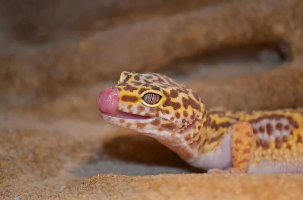 Fütterung von Leopardgeckos