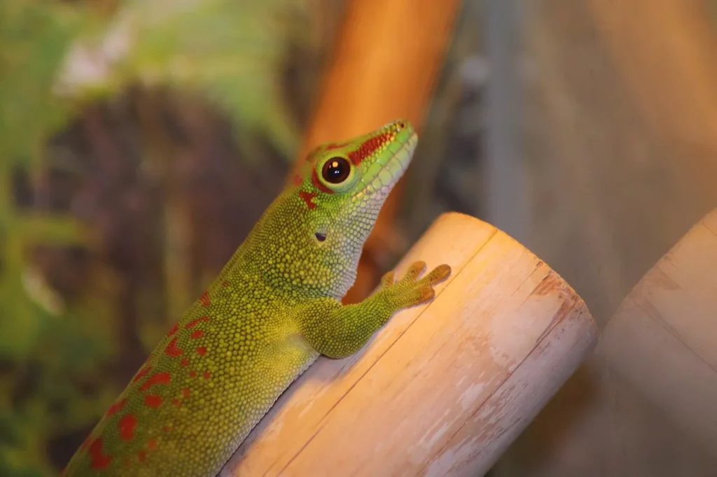 Madagaskar Taggecko - Haltung im Terrarium