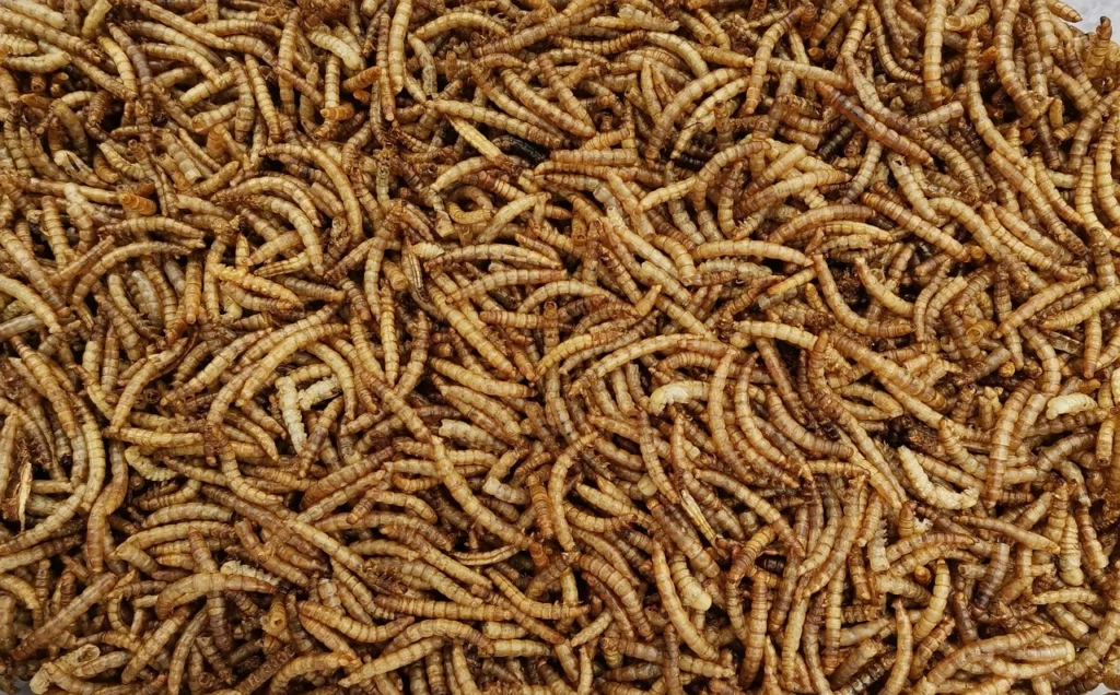 Mehlwürmer züchten - Anleitung für Anfänger