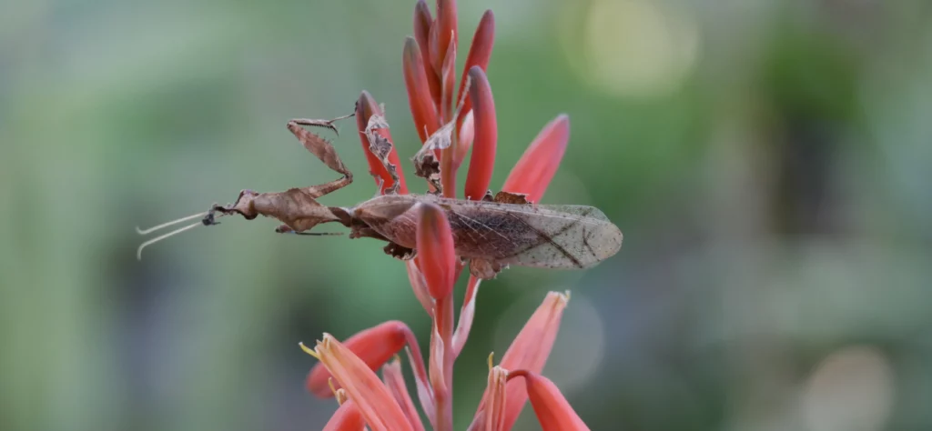 Phyllocrania paradoxa sitzt auf einer Blüte