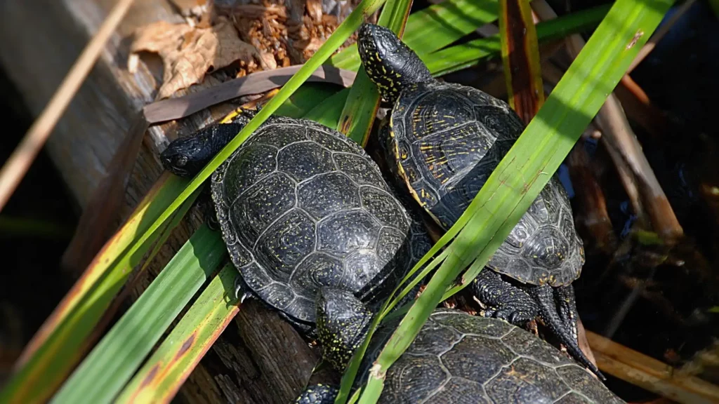 Europäische Sumpfschildkröten vergesellschaften