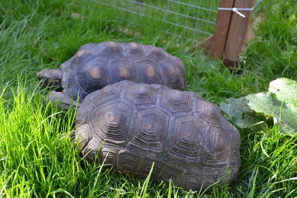 Zwei Köhlerschildkröten im Garten