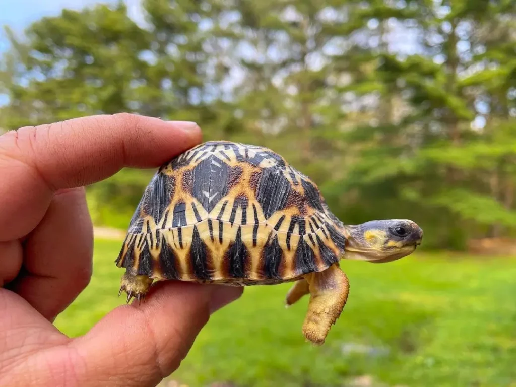 Junge Strahlenschildkröte in der Hand