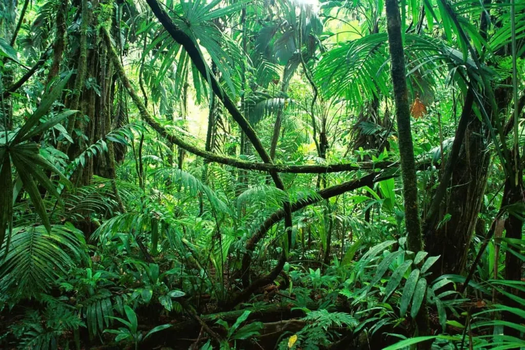 Tropischer Regenwald - Der Lebensraum von Theraphosa blondi