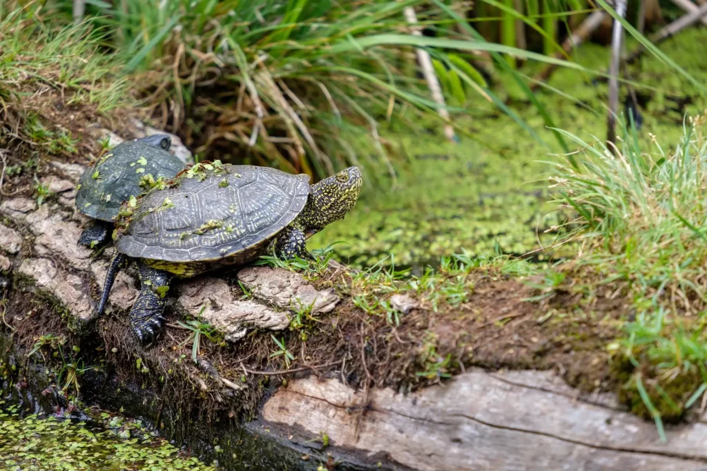 Zwei Sumpfschildkröten auf einem Stamm