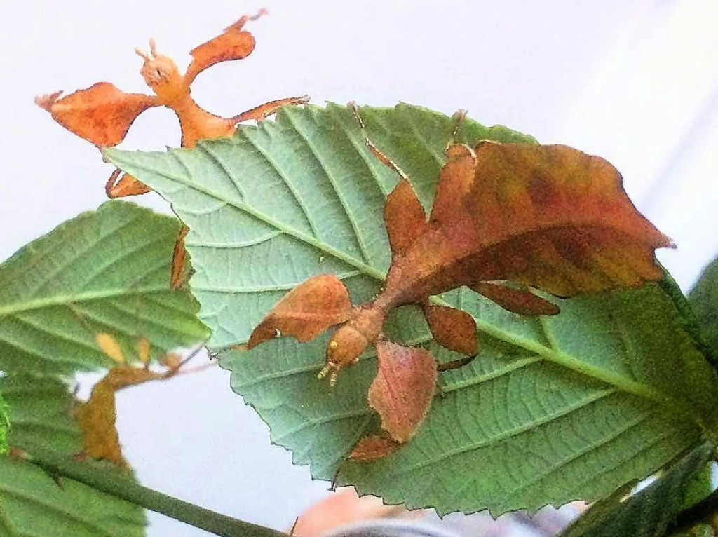 Wandelnde Blätter Haltung, Pflege und Zucht im Terrarium Terraristik & mehr